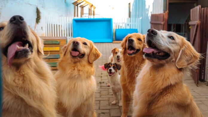 Cães se divertindo em um dos pátios da Tulipa Dog.
